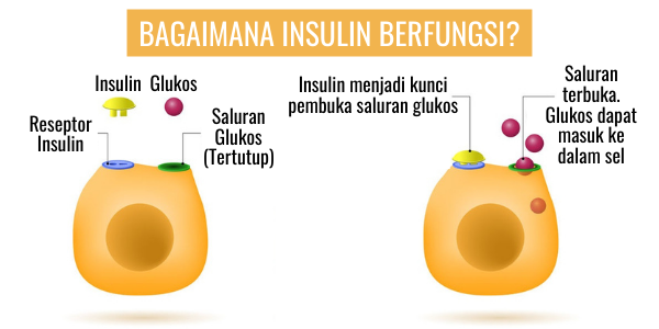 Insulin Works D'Aura MCFA 1